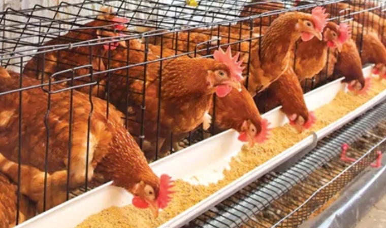Kümes Hayvancılığında Yıllık Artış Sürerken Aylık Bazda Üretim Düştü