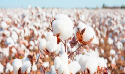 Sürdürülebilir pamuk üretimi yaygınlaşmalı