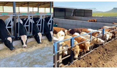 Hayvancılık Sektöründe 2025 Yılı Verileri Yüzleri Güldürdü