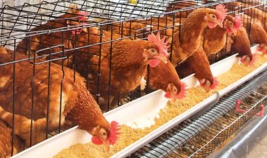 Kümes Hayvancılığında Yıllık Artış Sürerken Aylık Bazda Üretim Düştü