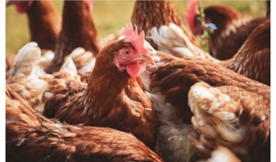 Ticaret Bakanlığı Mısır İthalatında Gümrük Vergisini Düşürdü